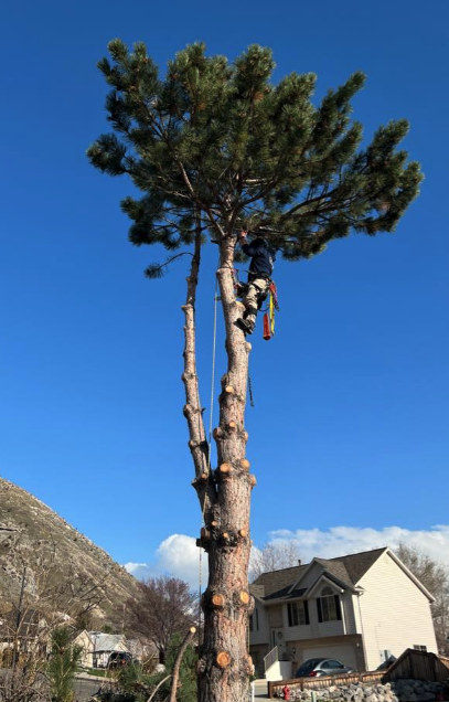 Utah County Tree Removal